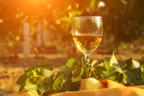 Bicchiere Con Vino Bianco Vigna Vecchio Tavolo Vigneto Tramonto Bicchiere — Foto Stock