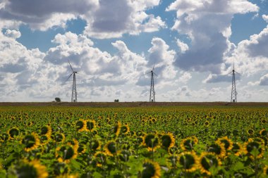 Ayçiçeği ve mavi bulut gökyüzü