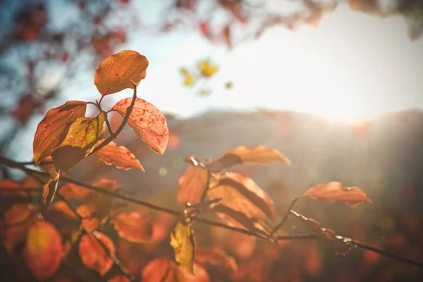 Sonbahar Manzarası Dallar Sonbahar Orman Parlak Renkli Yaprakları — Stok fotoğraf