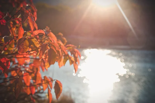 Осенний Пейзаж Яркие Цветные Листья Ветвях Осеннего Леса — стоковое фото