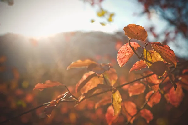 Paysage Automne Feuilles Couleur Vive Sur Les Branches Dans Forêt — Photo