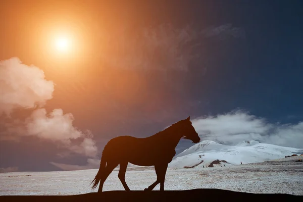 Silhouette Horse Standing Background Beautiful Sunset — Stock Photo, Image