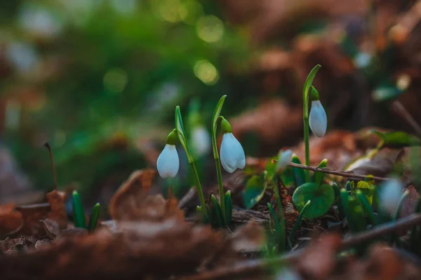 Nevadas Bosque Primavera Día Soleado Marzo — Foto de Stock