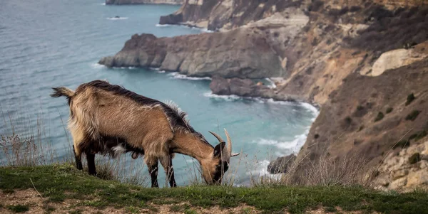 A herd of mountain goats on the background of the sea. Greece or Mallorca