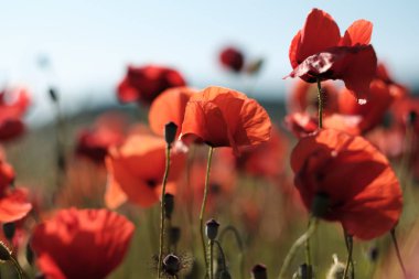 Gün batımında kırmızı haşhaş tarlası. Kırım