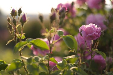 alan arka plan, yerel odak, sığ Dof üzerinde pembe Şam gül bush portre