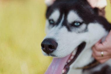 Mutlu bir şekilde gülerek dışında vintage tonda gülümseyen husky Sibirya köpek