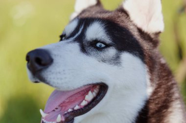 Mutlu bir şekilde gülerek dışında vintage tonda gülümseyen husky Sibirya köpek