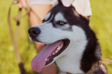 Mutlu bir şekilde gülerek dışında vintage tonda gülümseyen husky Sibirya köpek
