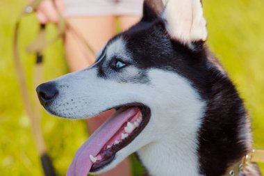 Mutlu bir şekilde gülerek dışında vintage tonda gülümseyen husky Sibirya köpek