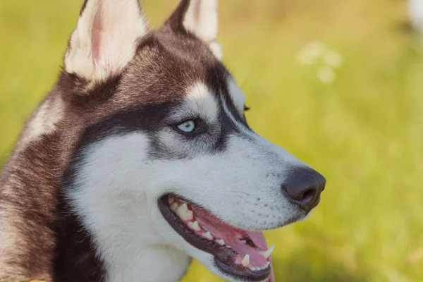 Husky Siberian Cão Alegremente Rindo Sorrindo Fora Tom Vintage — Fotografia de Stock