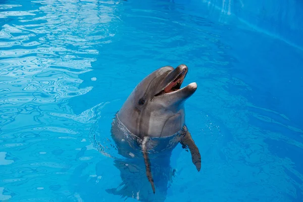 Szczęśliwy Człowiek Popływać Delfinów Delfinarium — Zdjęcie stockowe