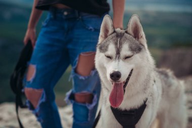 Gün batımında dağlarda bir köpek (gri ve beyaz husky) ile güzel kız çalış