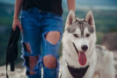 Gün batımında dağlarda bir köpek (gri ve beyaz husky) ile güzel kız çalış
