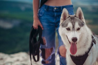Gün batımında dağlarda bir köpek (gri ve beyaz husky) ile güzel kız çalış