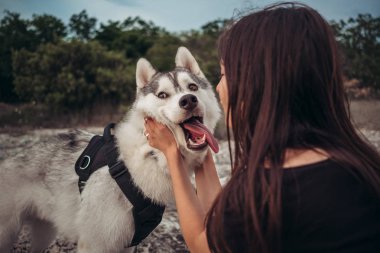 Gün batımında dağlarda bir köpek (gri ve beyaz husky) ile güzel kız çalış