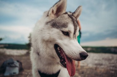 Gün batımında dağlarda bir köpek (gri ve beyaz husky) ile güzel kız çalış