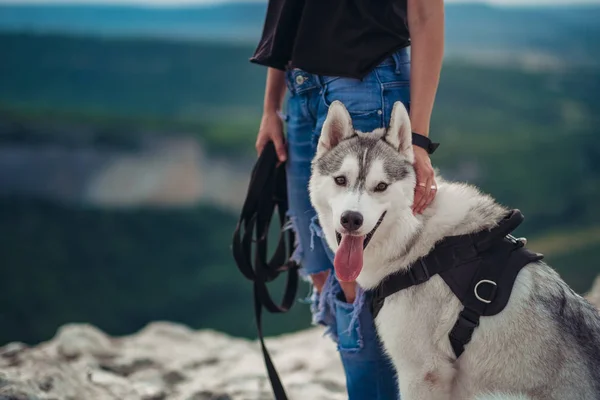 Beautiful girl plays with a dog (grey and white husky) in the mountains at sunset