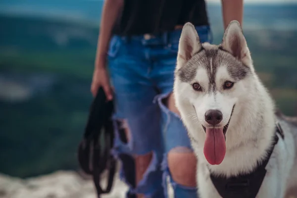 Beautiful girl plays with a dog (grey and white husky) in the mountains at sunset