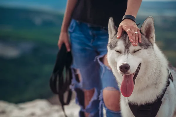 Schönes Mädchen Spielt Mit Einem Hund Graue Und Weiße Huskys — Stockfoto
