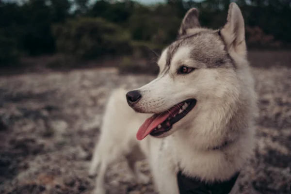 Piękna Dziewczyna Gra Psem Szary Biały Husky Górach Zachodzie Słońca — Zdjęcie stockowe