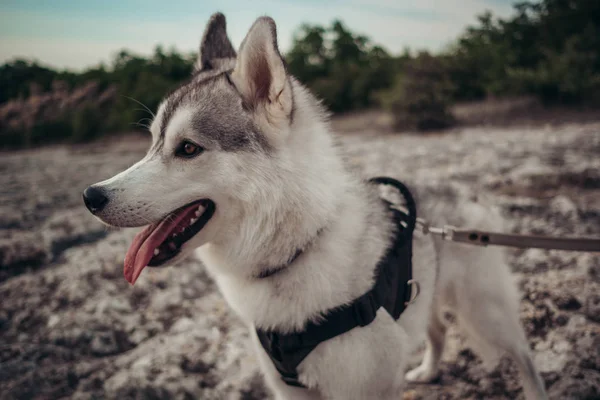 Mooi Meisje Speelt Met Een Hond Grijze Witte Husky Bergen — Stockfoto