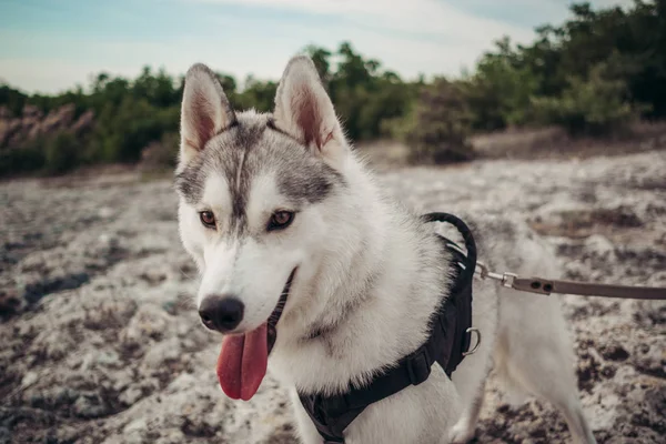 Gün batımında dağlarda bir köpek (gri ve beyaz husky) ile güzel kız çalış