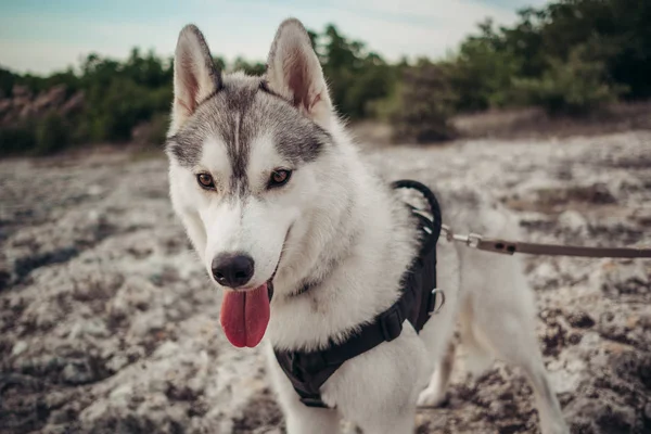 Piękna Dziewczyna Gra Psem Szary Biały Husky Górach Zachodzie Słońca — Zdjęcie stockowe