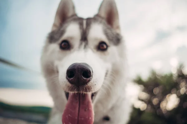 Bella Ragazza Gioca Con Cane Grigio Bianco Husky Montagna Tramonto — Foto Stock