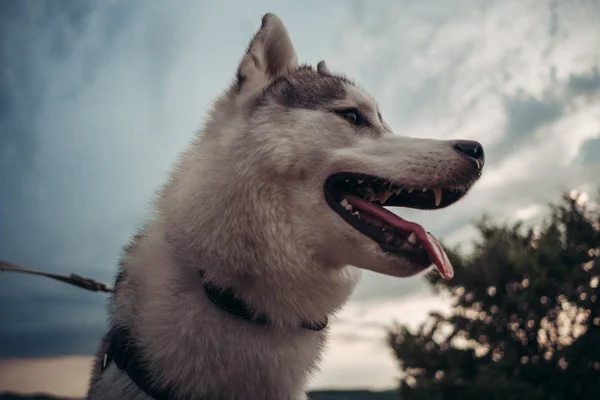 Mooi Meisje Speelt Met Een Hond Grijze Witte Husky Bergen — Stockfoto