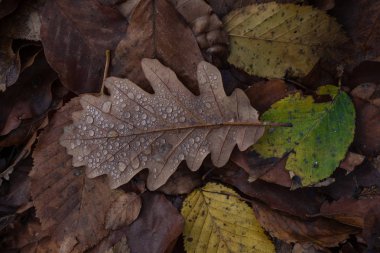 Yağmur damlaları ile düşen sonbahar yaprakları. Sonbahar yaprak üzerinde damla