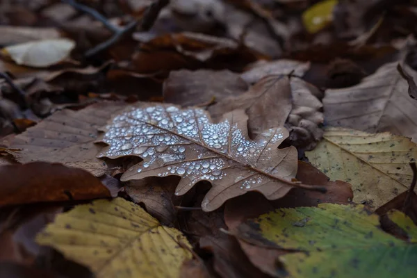 Fallendes Herbstlaub Mit Regentropfen Tropfen Auf Das Herbstblatt — Stockfoto