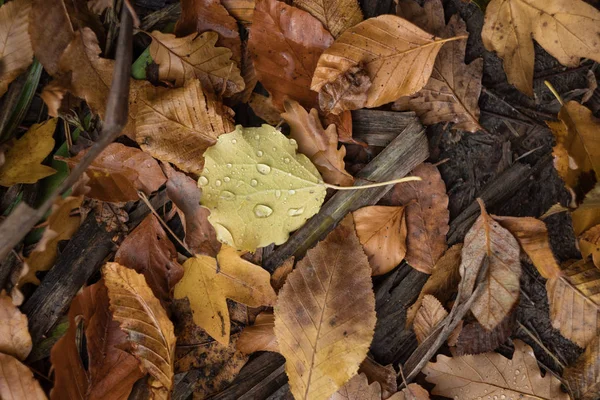 Bukott Őszi Levelek Esőcseppek Csepp Őszi Levél — Stock Fotó