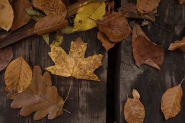 Yağmur damlaları ile düşen sonbahar yaprakları. Sonbahar yaprak üzerinde damla