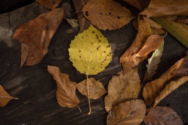 Yağmur damlaları ile düşen sonbahar yaprakları. Sonbahar yaprak üzerinde damla