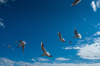 Gökyüzünde uçan güzel martılar. Sonbahar gökyüzü