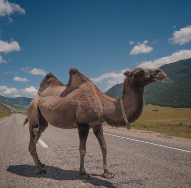 Kabarık deve arka planı beyaz yüksek dağlar. Rusya, Karachaevo-çerkez Cumhuriyeti, Dombai