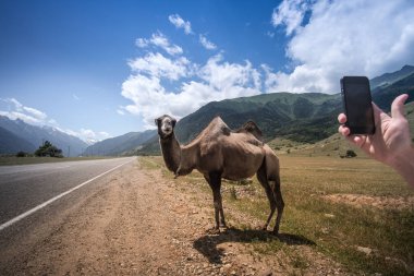 Kabarık deve arka planı beyaz yüksek dağlar. Rusya, Karachaevo-çerkez Cumhuriyeti, Dombai