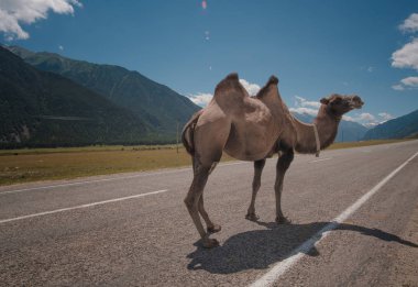 Kabarık deve arka planı beyaz yüksek dağlar. Rusya, Karachaevo-çerkez Cumhuriyeti, Dombai