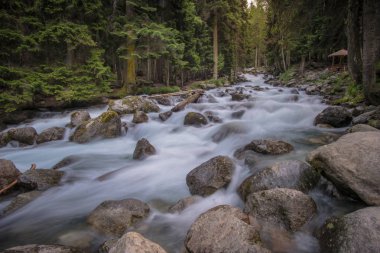 mavi nehir bir dağ ormanda acele. Dağ manzarası. Kuzey Kafkasya