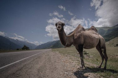 Kabarık deve arka planı beyaz yüksek dağlar. Rusya, Karachaevo-çerkez Cumhuriyeti, Dombai