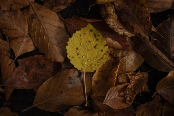 Yağmur damlaları ile düşen sonbahar yaprakları. Sonbahar yaprak üzerinde damla