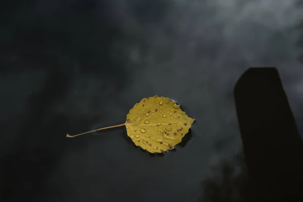 叶子在水中 一只孤独的叶子在湖水中 在一个神奇的秋天森林里 — 图库照片