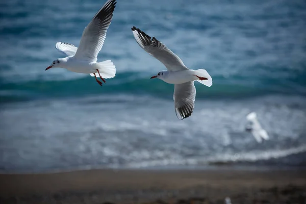 Seagulls Flying Blue Sky Dawn Sails Sea View Only Visible — Stock Photo, Image