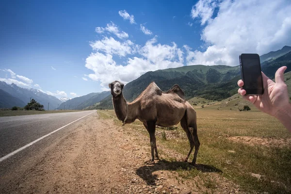 Kabarık deve arka planı beyaz yüksek dağlar. Rusya, Karachaevo-çerkez Cumhuriyeti, Dombai