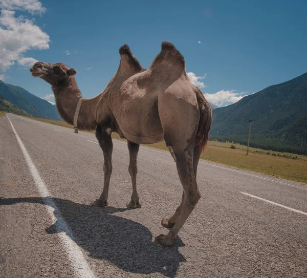 Camelo Fofo Contra Fundo Das Altas Montanhas Caucasianas Rússia Karachaevo — Fotografia de Stock