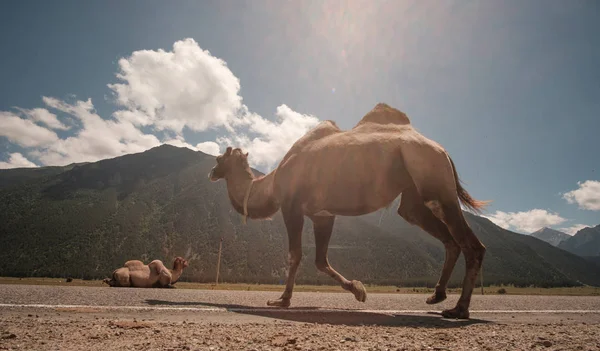 Kabarık deve arka planı beyaz yüksek dağlar. Rusya, Karachaevo-çerkez Cumhuriyeti, Dombai