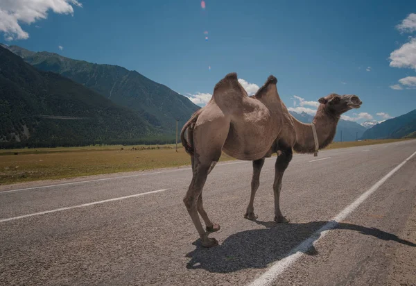 Kabarık deve arka planı beyaz yüksek dağlar. Rusya, Karachaevo-çerkez Cumhuriyeti, Dombai