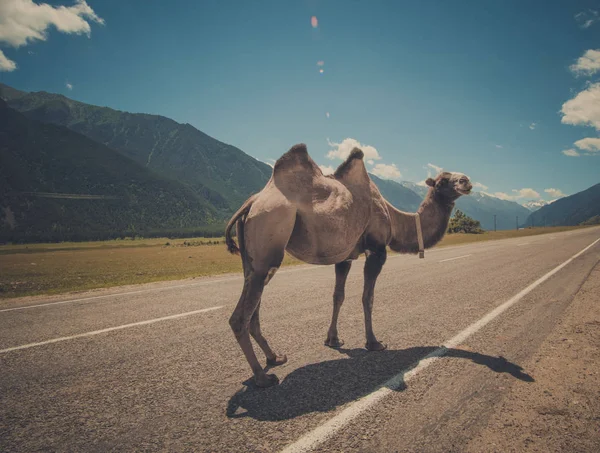 Camello Esponjoso Sobre Fondo Las Altas Montañas Caucásicas Rusia Karachaevo —  Fotos de Stock
