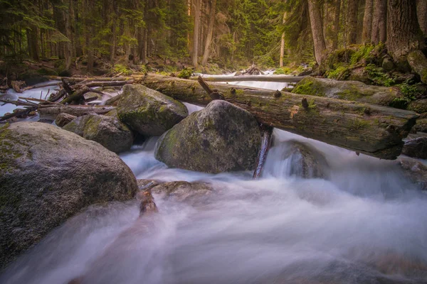 Correndo Rio Azul Uma Floresta Montanha Paisagem Montesa Norte Cáucaso — Fotografia de Stock